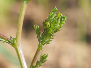 Leaves of Moroccan Chamomile (Cladanthus mixtus)