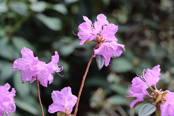 Lila flowers of azalea bush in park at spring - 783358909