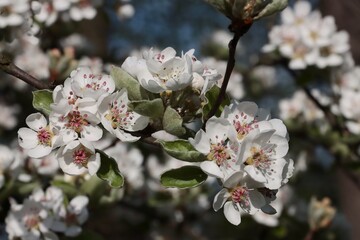 white flowers of Pear tree at spring - 783359129
