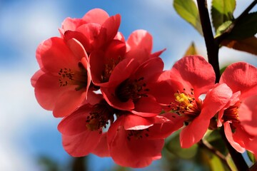 red flowers of chaenomeles japonica bush at spring close up - 783359314