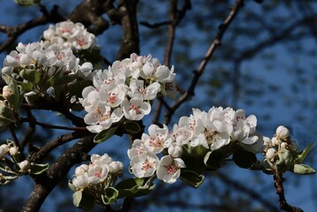 white flowers of Pear tree at spring - 783359335