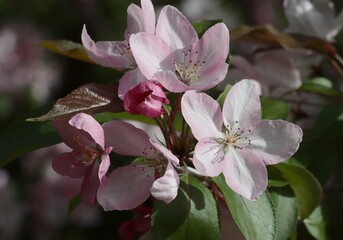 pink and red flowers of Malus Purpurea tree at spring