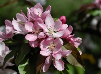 pink and red flowers of Malus Purpurea tree at spring - 783359543
