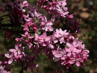 pink and red flowers of Malus Purpurea tree at spring - 783359598