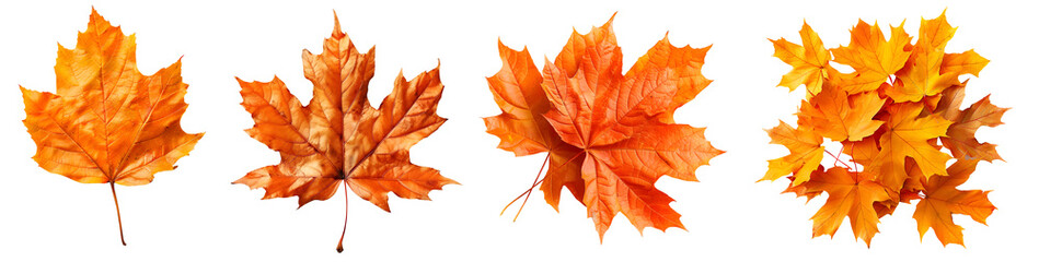 Collection set of yellow orange red autumn maple leaf leaves single group pile on transparent background cutout, PNG file. Many different design Mockup template for artwork