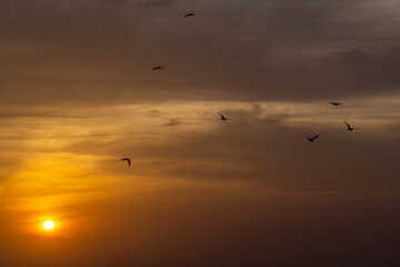 Background of a cloudy sunset at the beach with a few birds flying in the orange sky