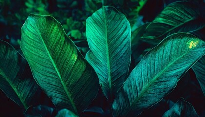 abstract green leaf texture dark blue tone nature background tropical leaf - obrazy, fototapety, plakaty