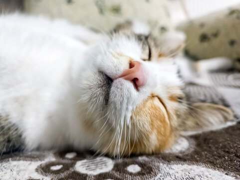 cute cat funny sleeping, relaxing, resting on a bed or sofa. Cat sleep calm and relax. muzzle of a sleeping cat with closed eyes. cat house indoors pet ownership, pet friendship concept. cute paws.