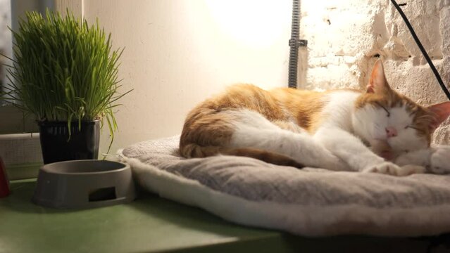 Cute domestic cat sleeping in cat bed. Rescued street cats in shelter. Cat cafe.