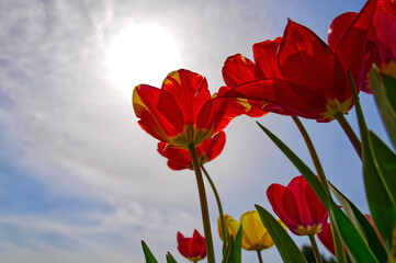 Tulips with boldly colored cup-shaped flowers