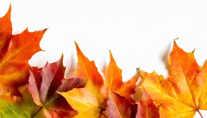 orange fall leaves border isolated on a white background