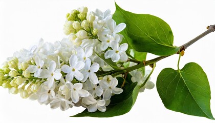 branch of white lilac flowers isolated lilac branch