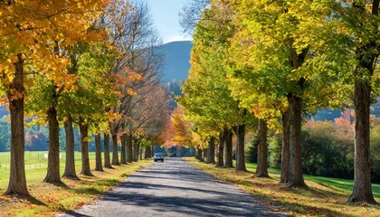 autumn trees lining driveway