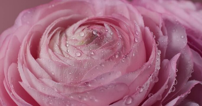 close up of beautiful pink rotating roses with water drops macro on pink background. persian buttercup or Ranunculus flowers