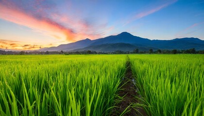 beautiful view of spring green rice fields with majestic mountains in the distance and sunrise