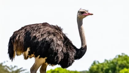 Keuken foto achterwand ostrich in natural pose isolated on white background photo realistic © Michelle