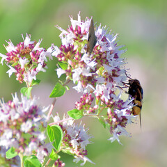 Volucella inanis - bee fly on the flowering oregano