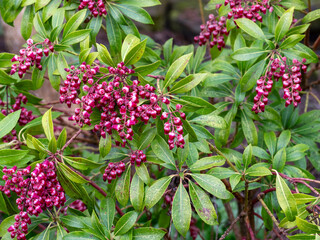 Pink flowers and leaves of Pieris japonica Passion