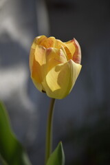 yellow tulip on a blue background