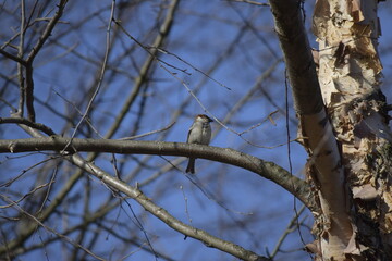 bird on a tree branch