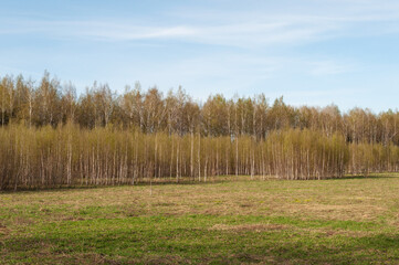 Country landscape, green meadow against the backdrop of a birch grove, spring time
