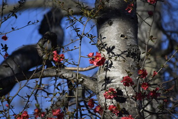 Tree with red flowers
