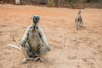 Naklejka premium Sifaka lemur (Propithecus verreauxi), Madagascar nature