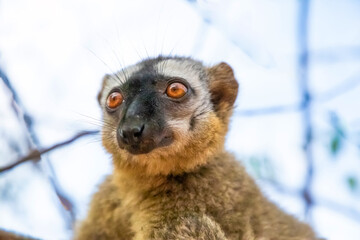 Naklejka premium Common brown lemur (Eulemur fulvus) with orange eyes.