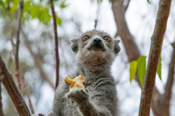 Naklejka premium Eulemur coronatus Crowned Lemur close up