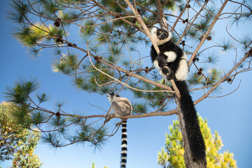 Fototapeta premium black and white ruffed lemur in its natural habitat, Madagascar