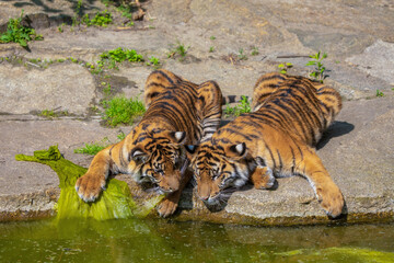 critically endangered Sumatran tiger
