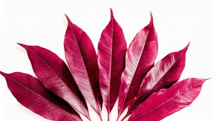several leaves are fan shaped and tinted in viva magenta trendy color of year 2023 fashion color palette sample isolated on white background