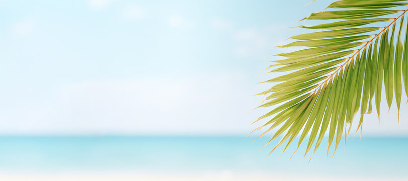 a palm tree leaf template on a light pastel beach, offering a calming nature-inspired background that complements the simplicity of the leaf's structure