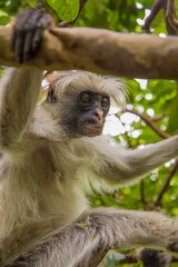Zanzibar red king colobus closeup