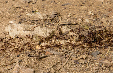 Top view of termite trails on ground.