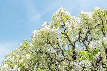Large white wisteria plant in full bloom
