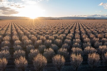 almond crop blooming at sunset