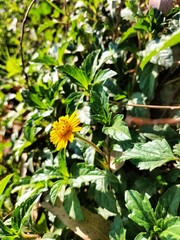 flowers in the garden