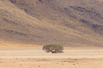 Picture of a lonely acacia tree in a dry desert landscape in Namibia during the day - Powered by Adobe