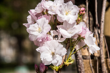 Cherry blossom blooming closeup on sunny spring day in city park