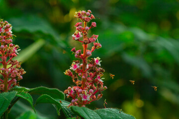Polinización de flor