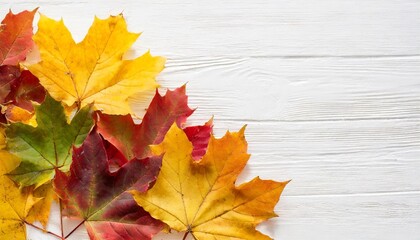 Naklejka na ściany i meble maple autumn leaves on a white background copy space banner