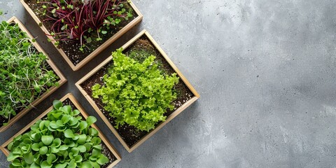 Various microgreens in wooden boxes on a light table. Flat lay background. Copy space. Healthy eating, superfood, organic vitamin food concept