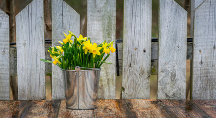 Flower pot with spring yellow narcissuses. Home and garden Easter decoration
