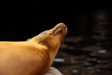 Sea Lion lazing on a rocky outcrop