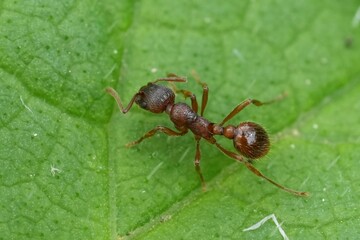 Closeup on a Common red ant, Myrmica rubra, on a green leaf
