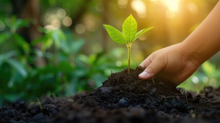 World soil day concept.Hand with green young plant growing in soil on nature background.planting trees back to the forest, Creating awareness for love wild, Wild plant concept.