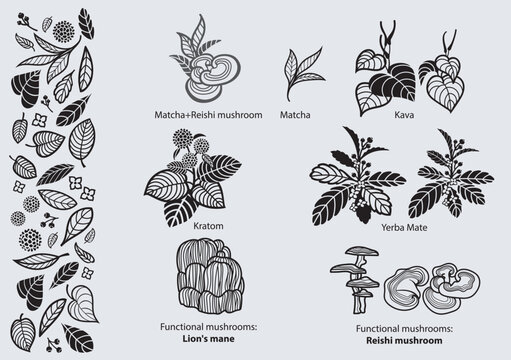 Set of botanical graphic drawings and elements: kava, kratom, matcha, yerba mate, functional mushrooms, reishi, lion's mane