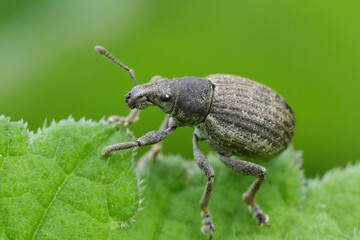 Closeup on a female Liophloeus tessulatus weevil, sitting on a green leaf