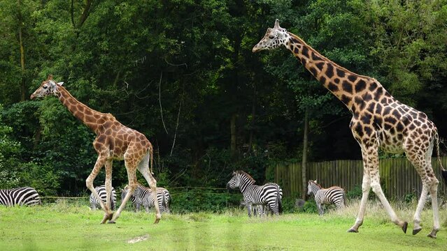 slow walking giraffes slow motion